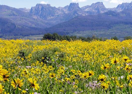 Recently Sold Fly Fishing Ranch