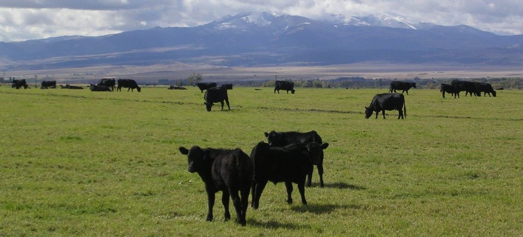 Lazy TP Ranch