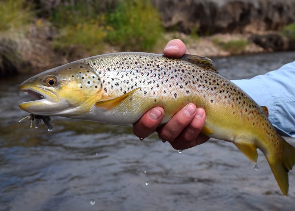 2018 Mountain Hatch Report