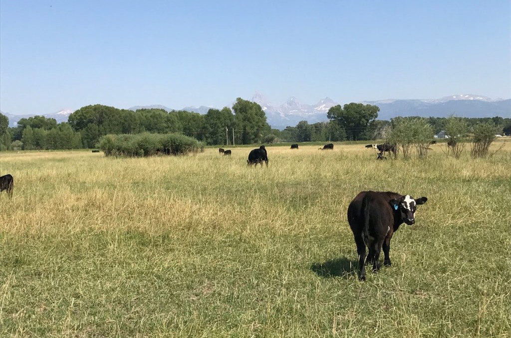 Idaho Cattle Ranches for Sale