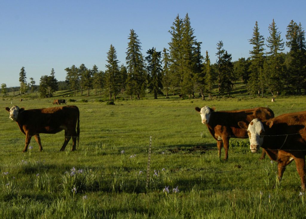 colorado cattle ranches for sale