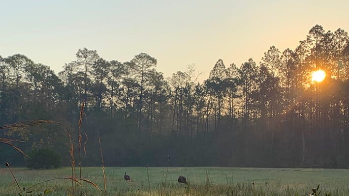 State of the Wild Turkey 2