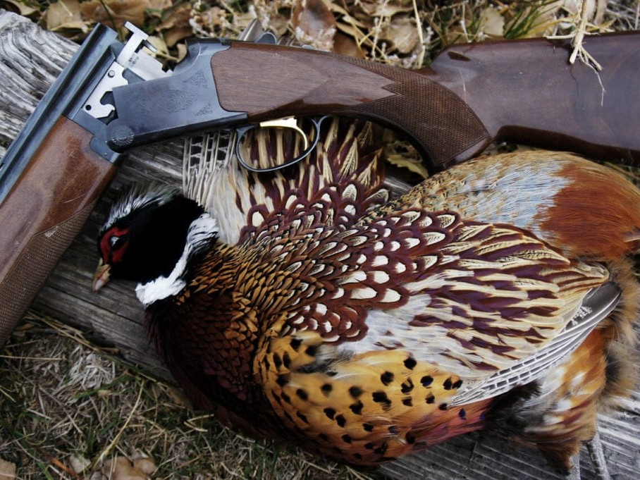 Waterfowl or Bird Hunting Ranch 6