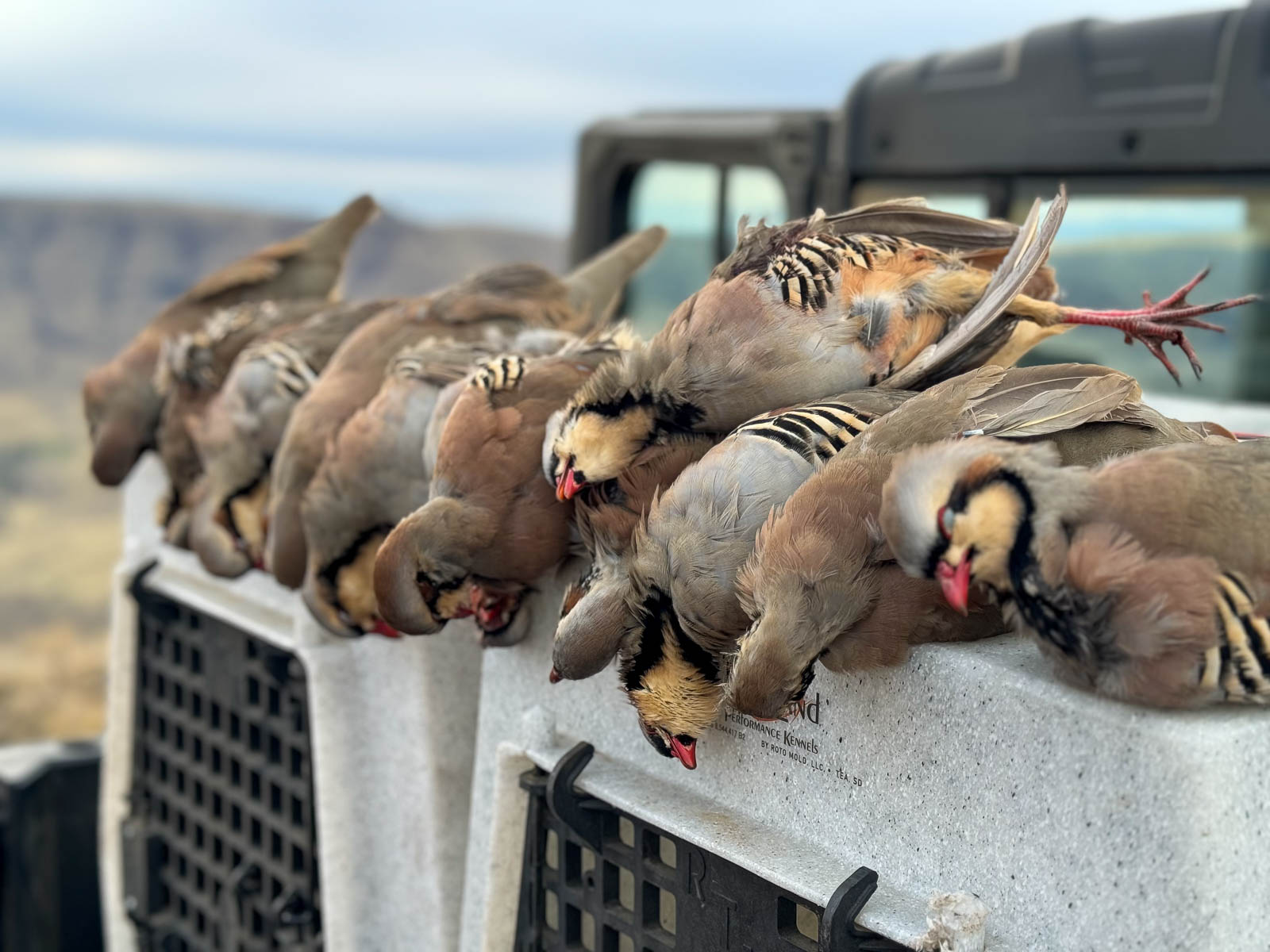 Successful Bird hunt on Oregon's R&C Ranch