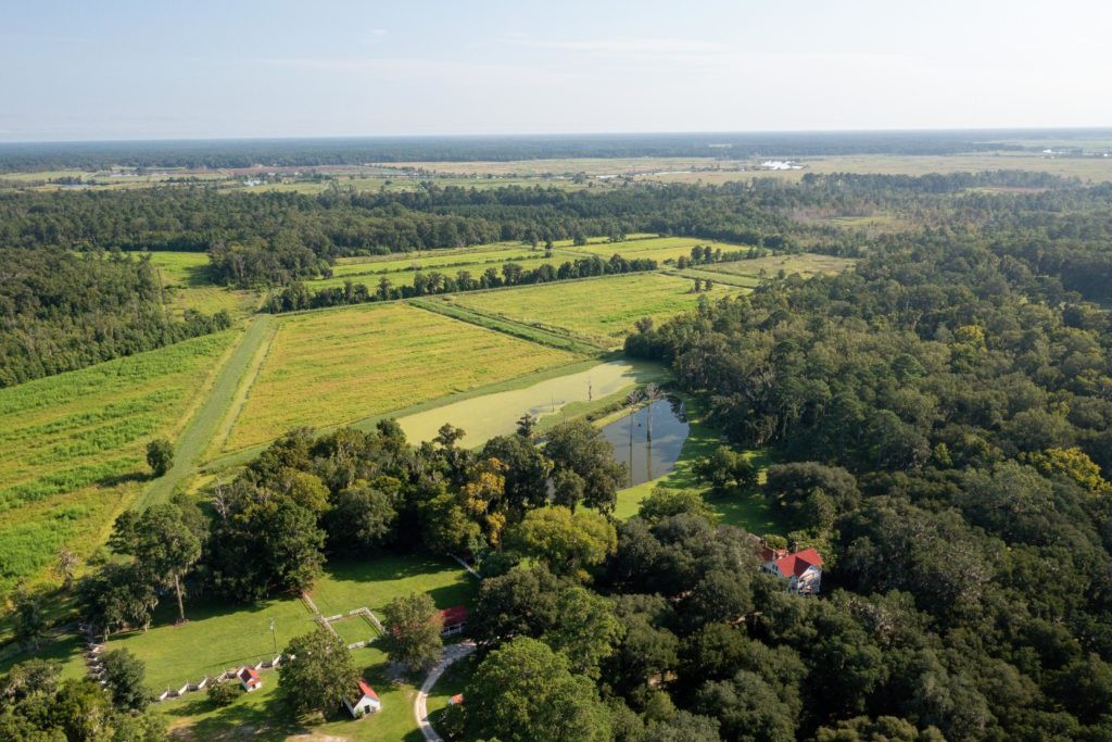 Aerial View of Forest 1