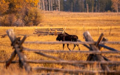 Chief Joseph Cattle Ranch 3