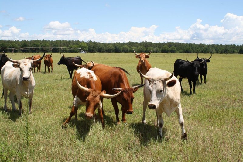 Jackson Hole Fly Fishing School… Who says you can’t trick a gorgeous rainbow?