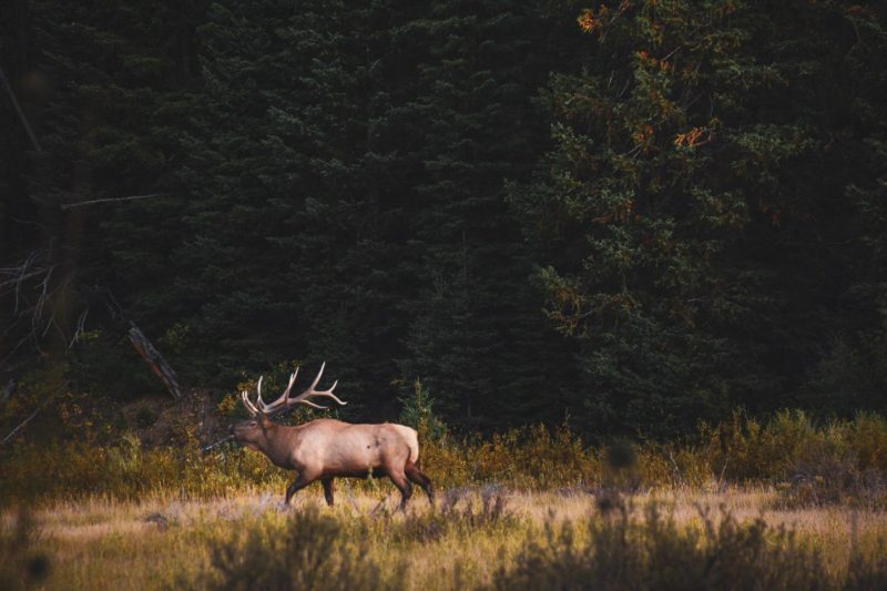 Top Big Game Hunting Ranches of 2021