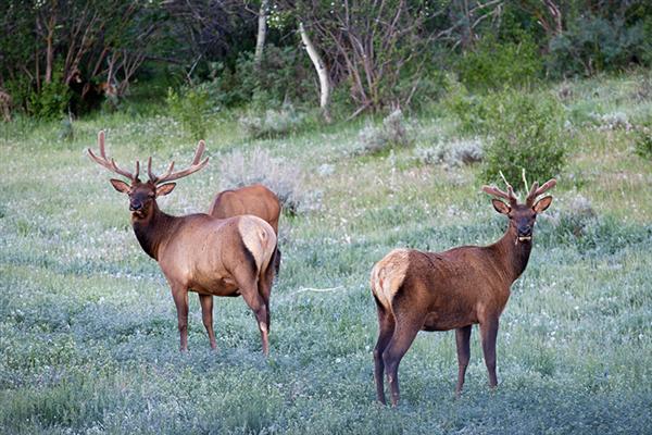 Grand Vista – Jackson, WY 3