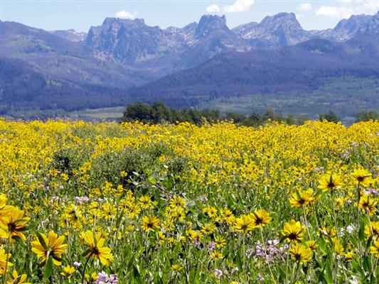The Carney Ranch 3