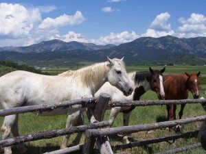 Double L Ranch Club 2
