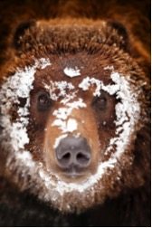 Are Grizzly Bears in Yellowstone Ready for Delisting