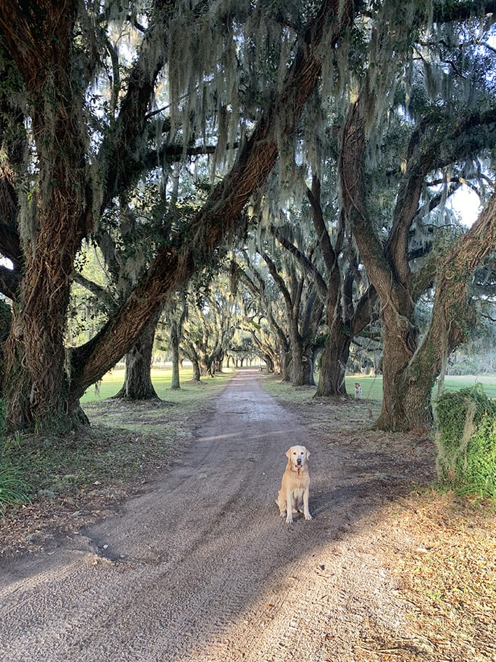 Dog in the middle of trees