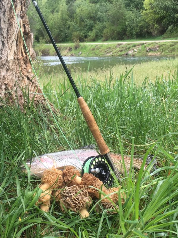 Morel Mushroom Hunting and Gathering
