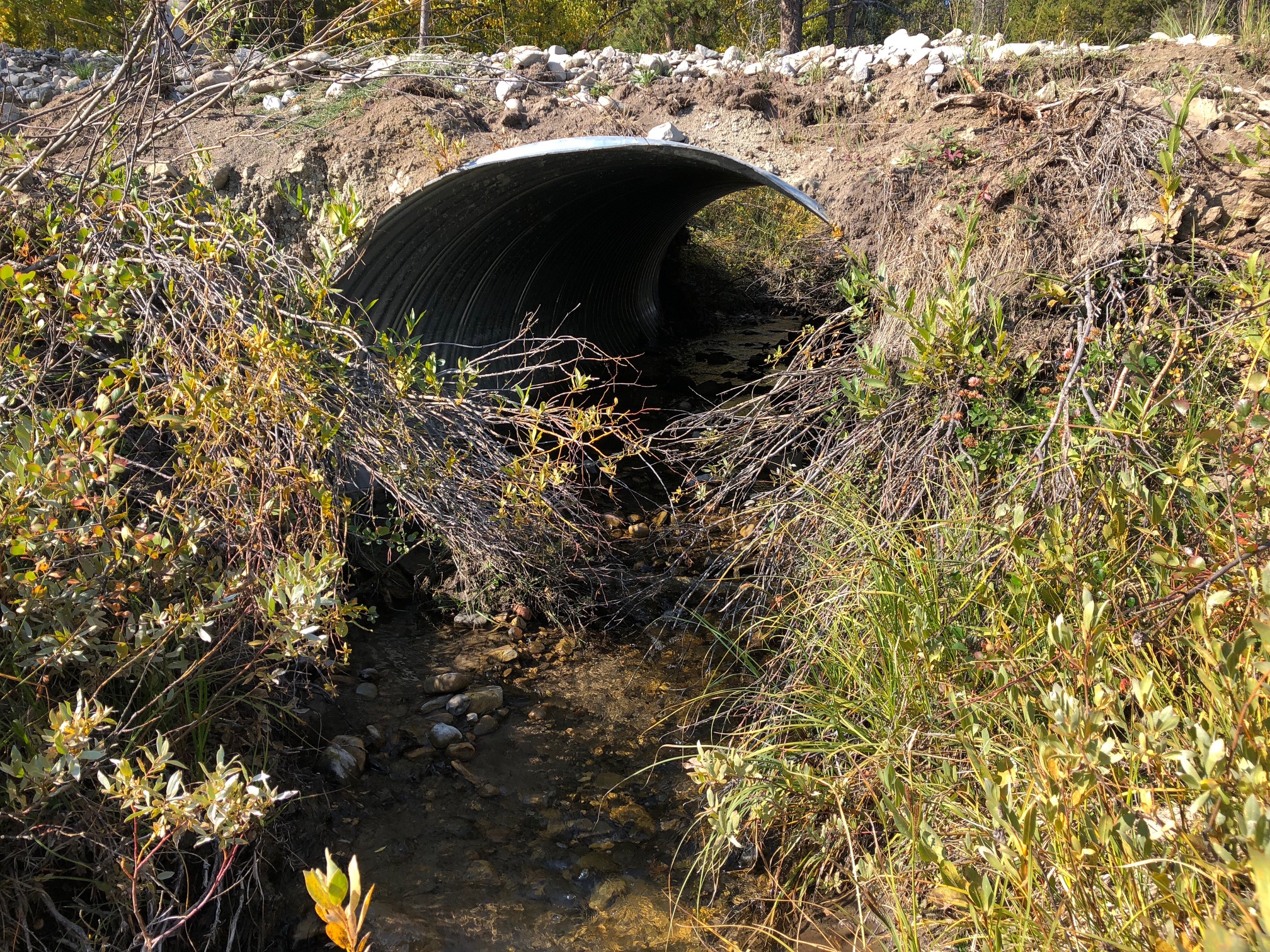 Culverts under the USFS road have been upsized to accommodate the streambed and 100 year flood for fish passage.