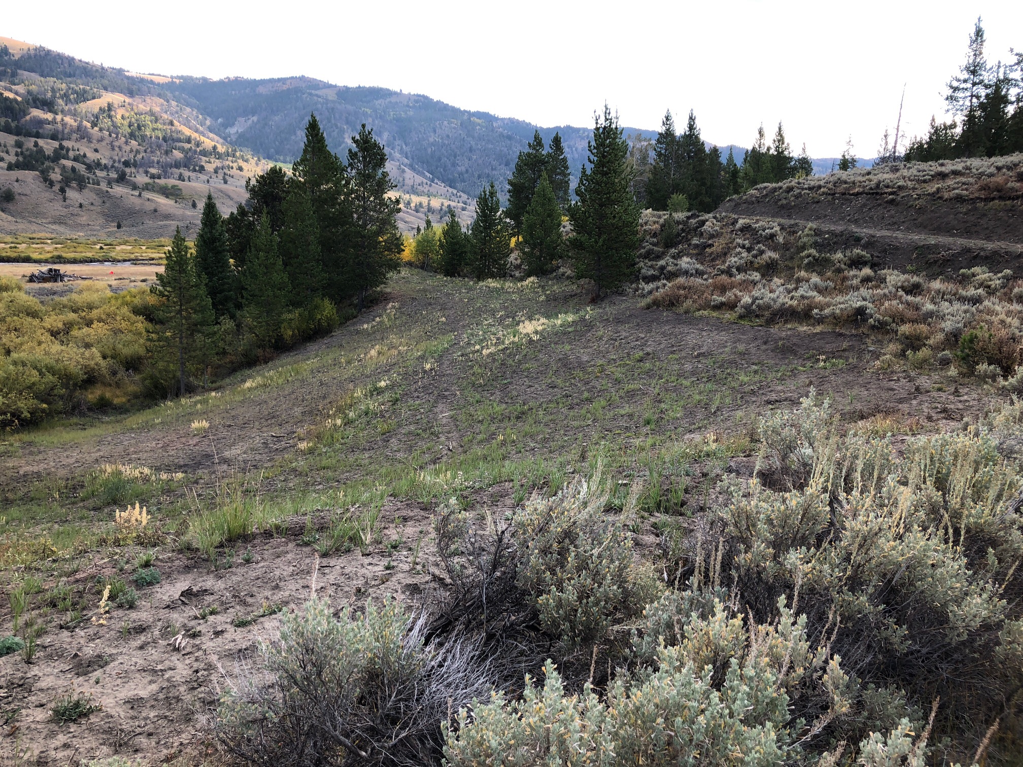 Now you see it, now you don’t - a large irrigation ditch that used to cut off the tributary streams on the property has been decommissioned and reclaimed and is growing back with native vegetation.