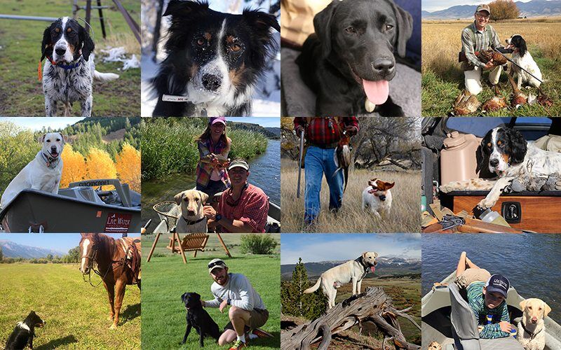 National Dog Day | Meet the Dogs of Live Water