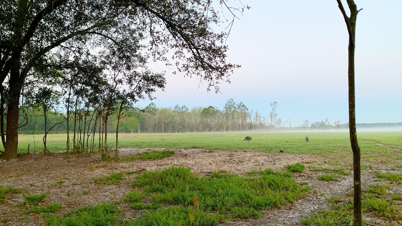 The “State of the Wild Turkey” in the Southeast