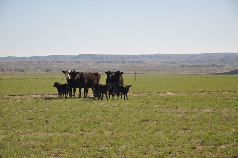 What Does it Take to Qualify as an Agricultural Property? Live Water