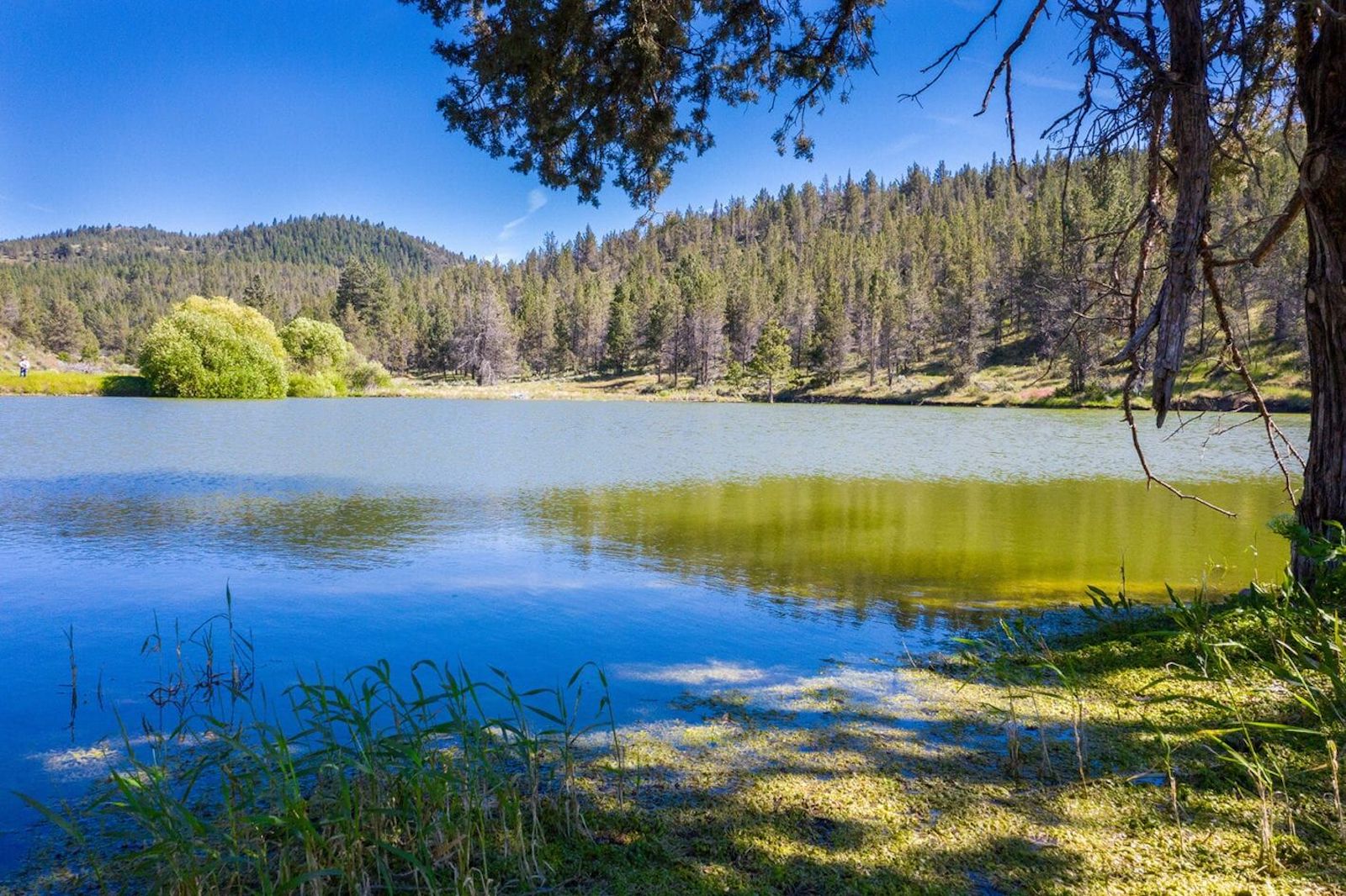Oregon