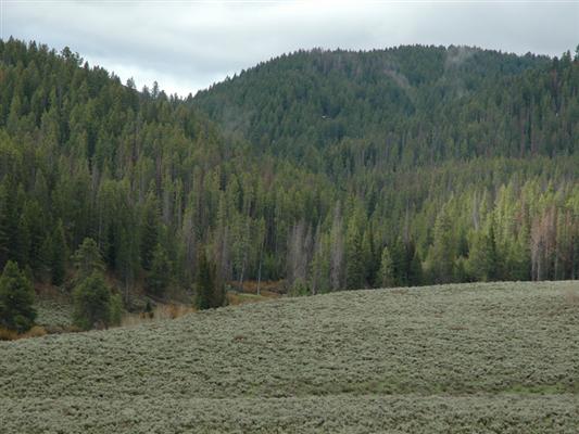 Clark Ranch on Crow Creek Caribou County, ID