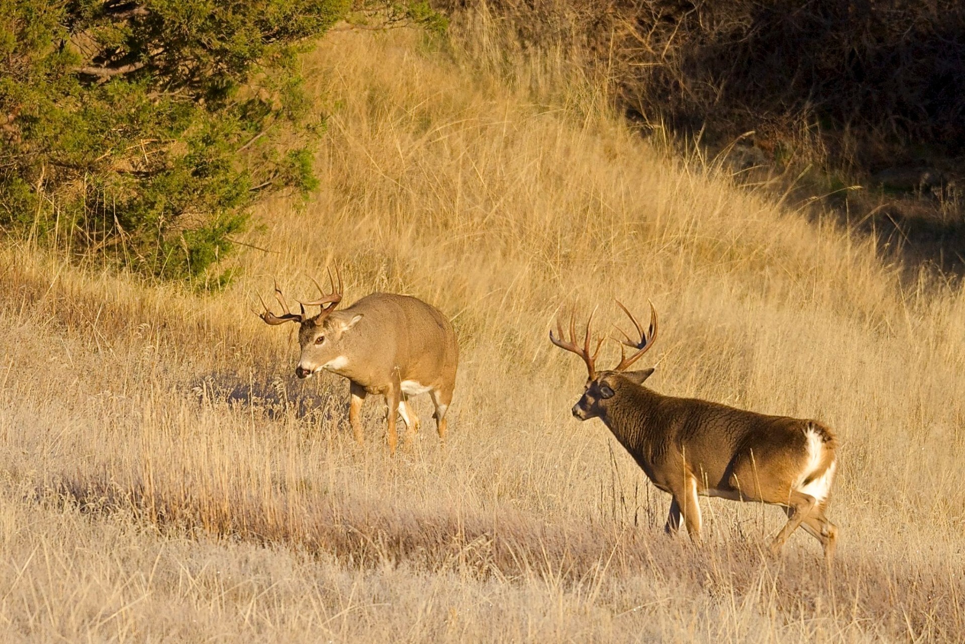 Elk Ridge Ranch Norris, Montana