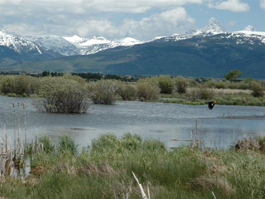 Woods Creek 160 Driggs, ID