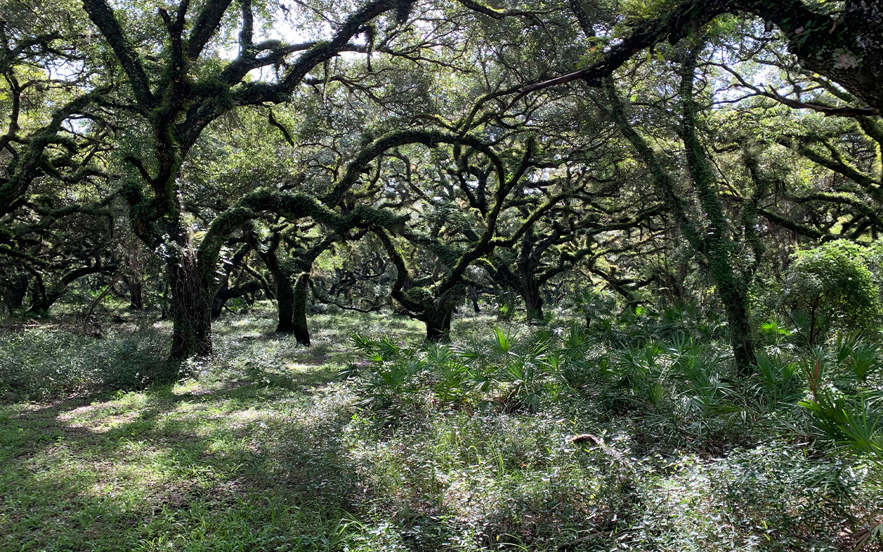 Bright Hour Ranch Arcadia, Florida