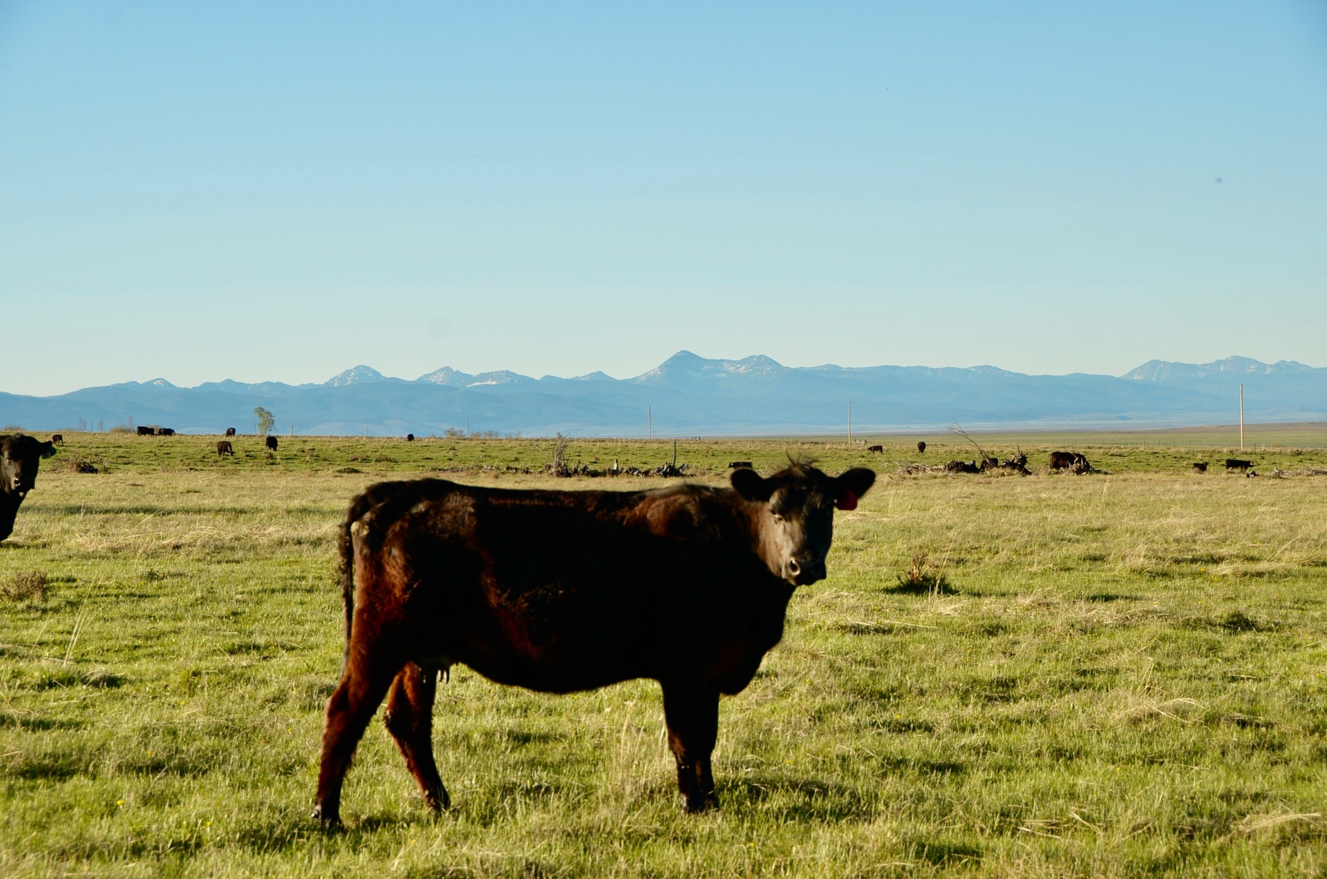 Chief Joseph Ranch - Live Water Properties - Montana Ranches for Sale