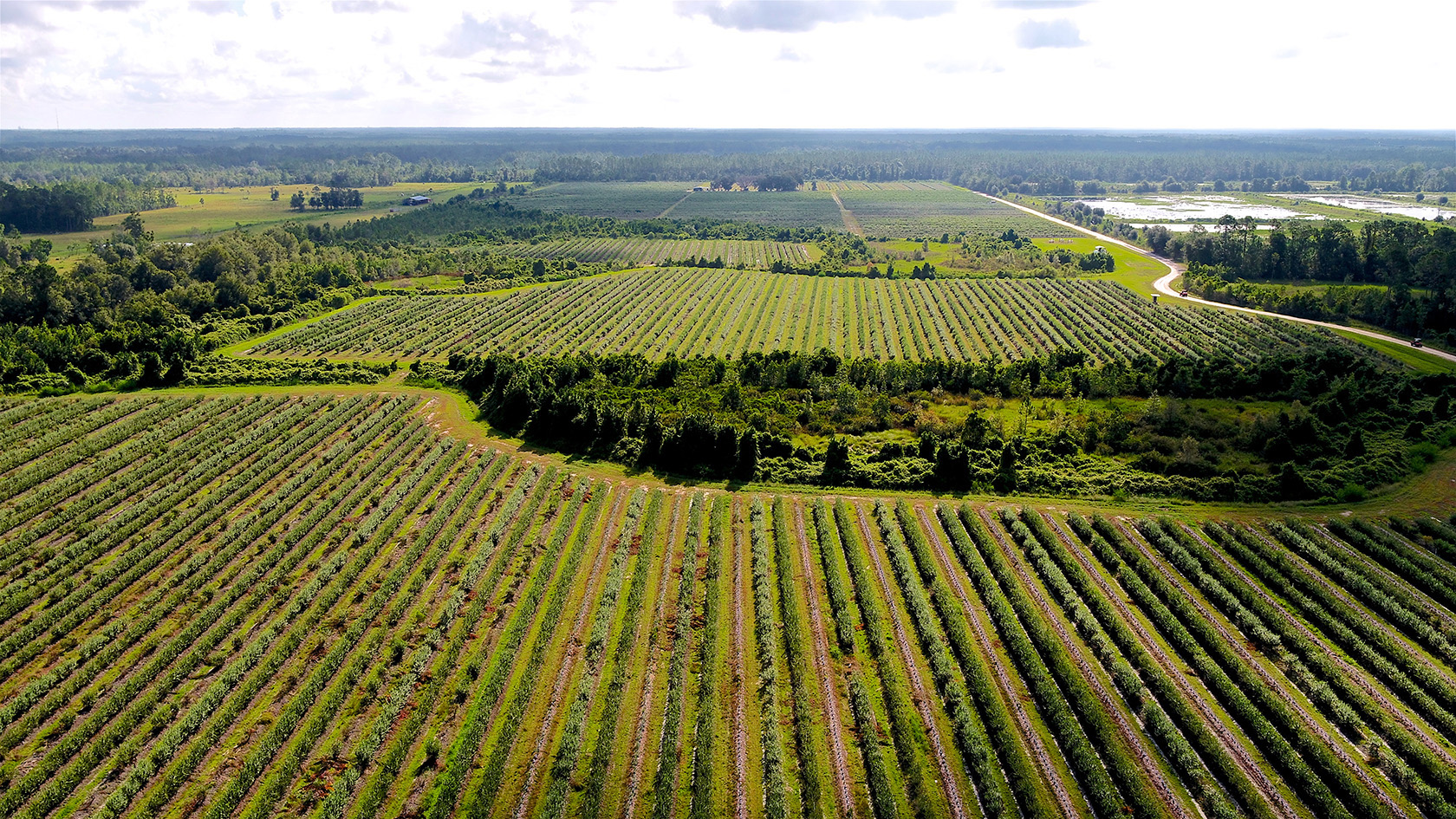 Miller Blueberry Farm Interlachen, Florida