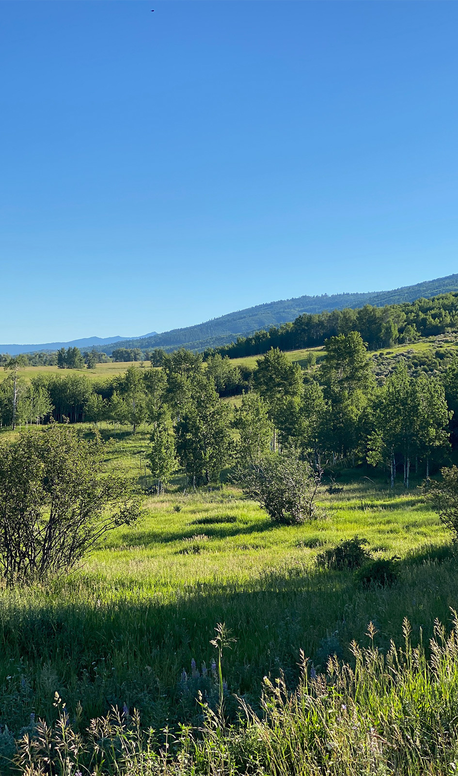 Sorenson Springs Driggs, Idaho 