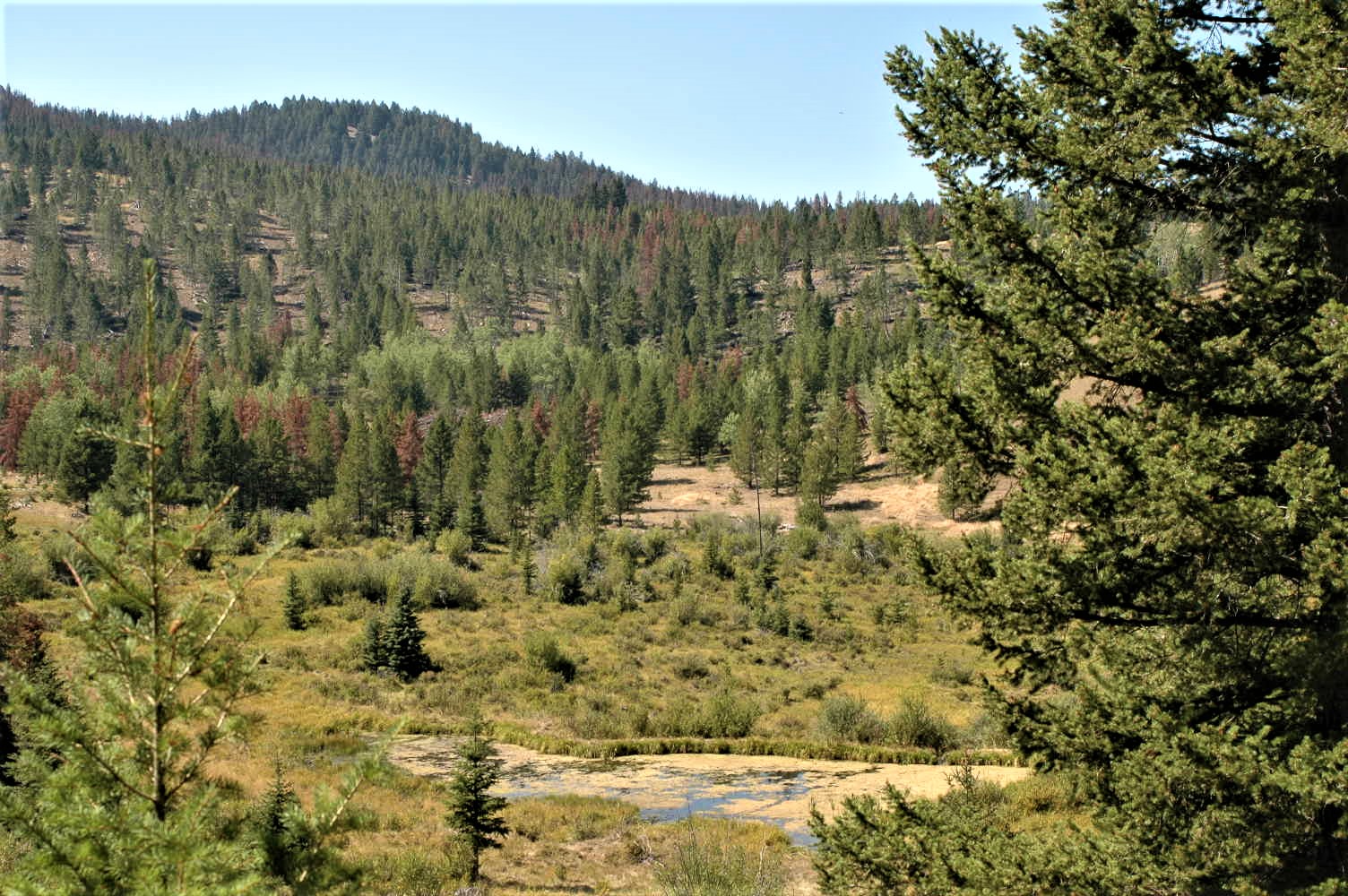 South Fork Dry Cottonwood Creek Anaconda, Montana