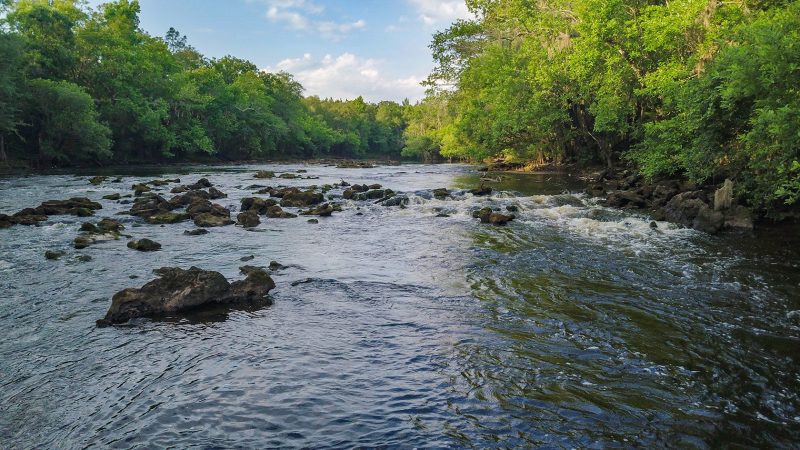 Withlacoochee Springs Timberlands