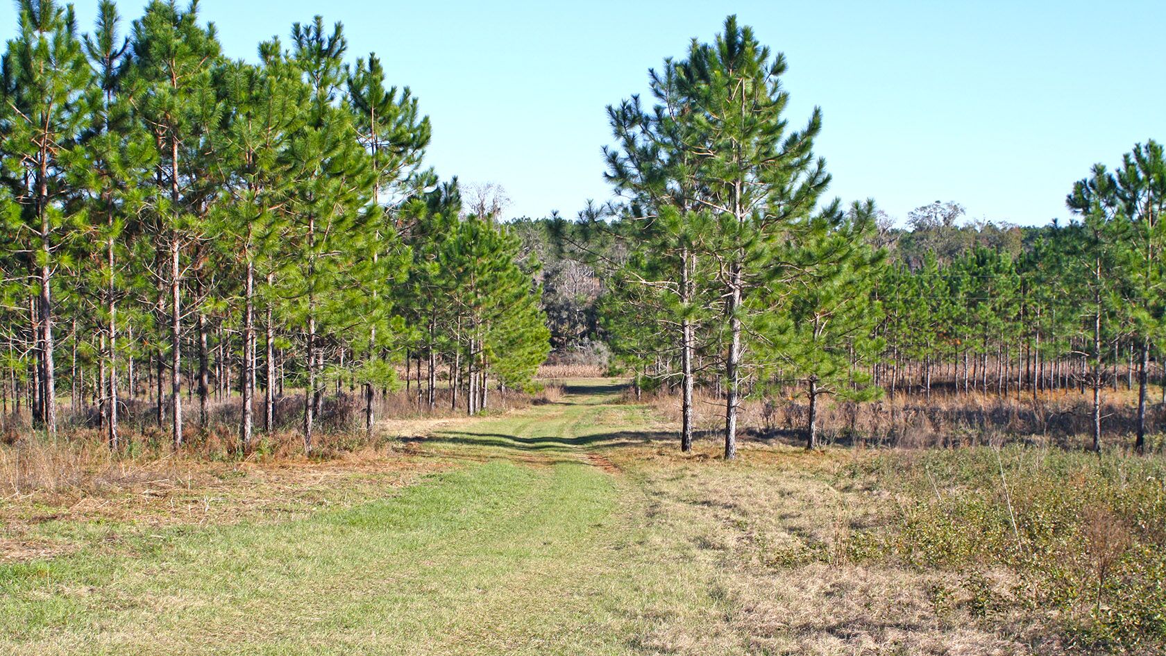 Timberland for Sale Live Water Properties Ranches for Sale