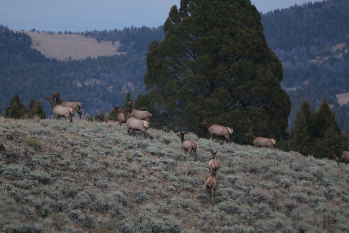 Montana Hunting Ranches for Sale Ranches for Sale Live Water