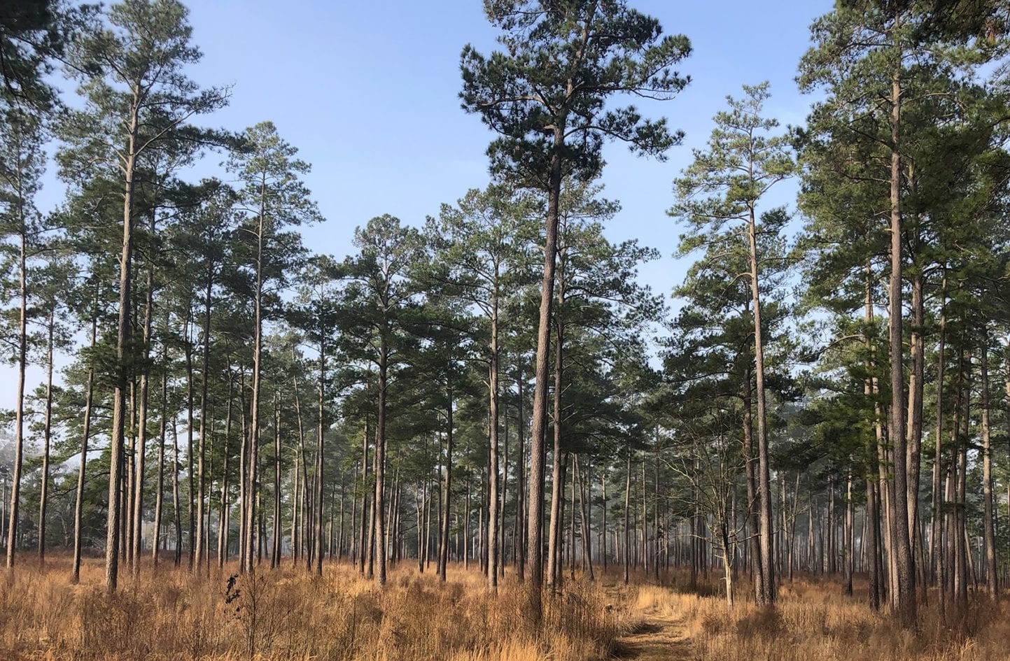 South Carolina Timberland for Sale Live Water Properties Ranches