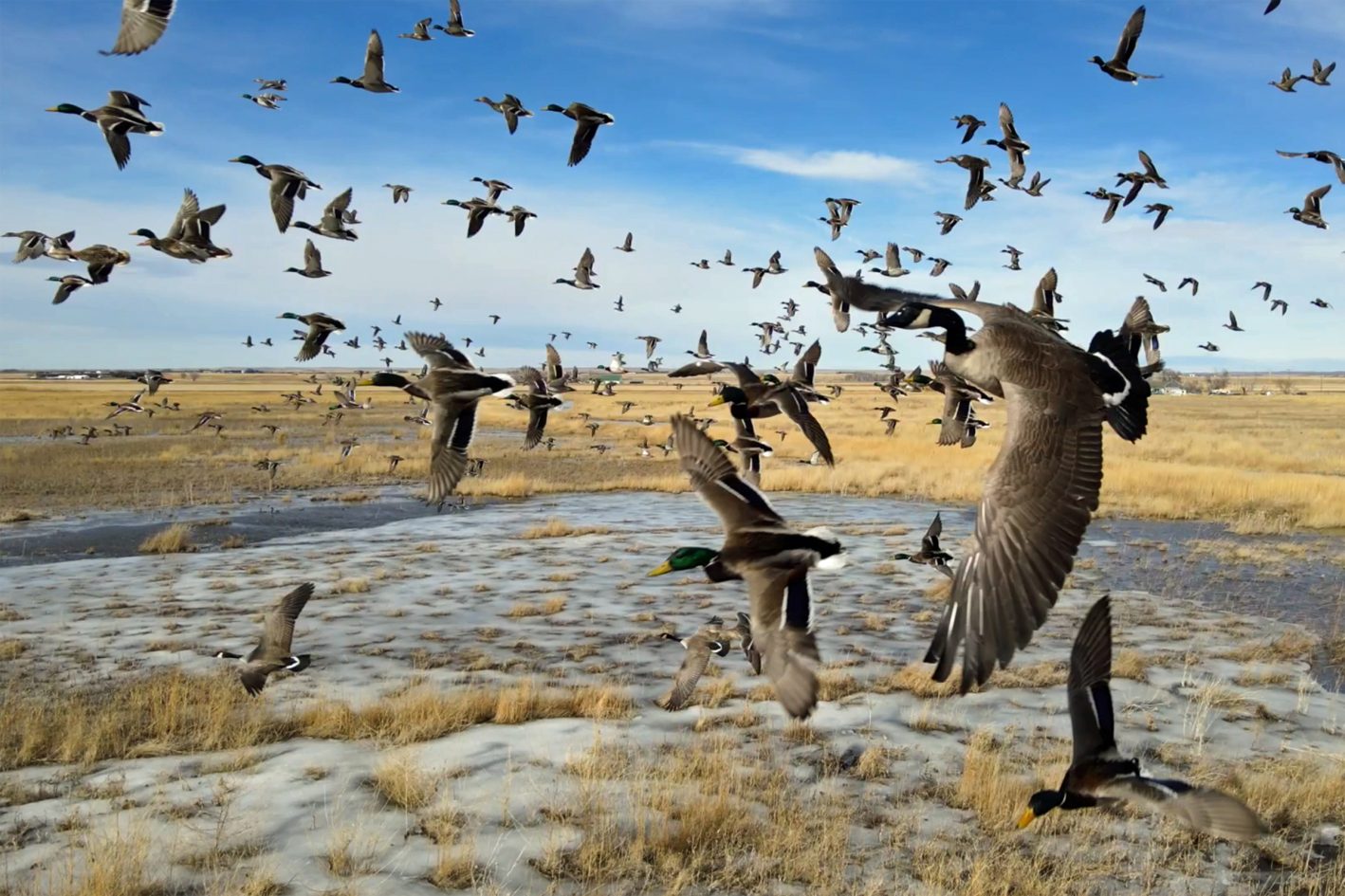 Waterfowl Hunting on Colorado’s Golden Eagle Ranch – A Firsthand Account