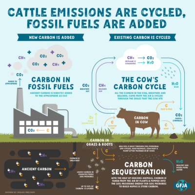 Sacred Cow Infographic - Cattle Carbon Sequestration