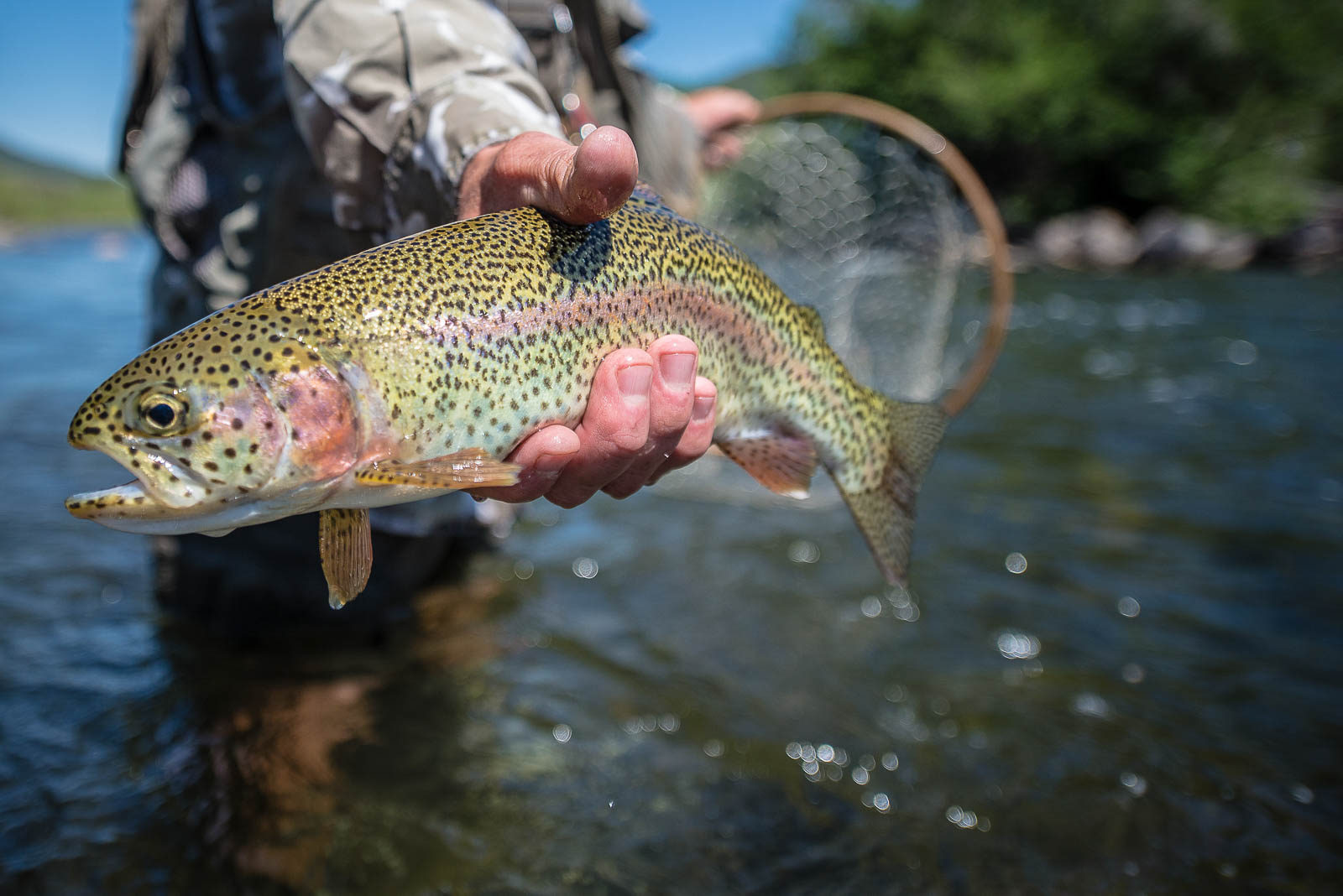 Rainbow Trout Meeker Colorado