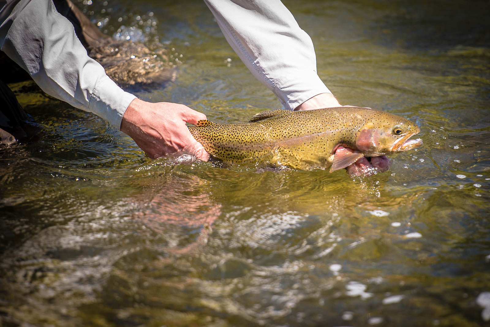 Trout fishing Colorado