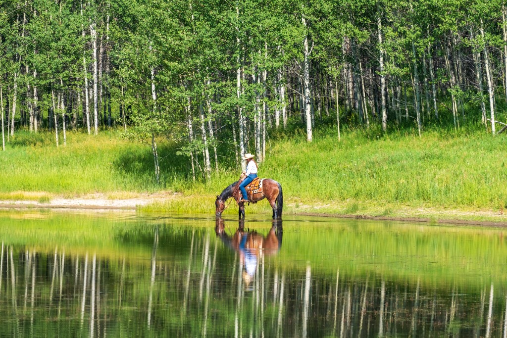 a horse drinking in a Wyoming ranch