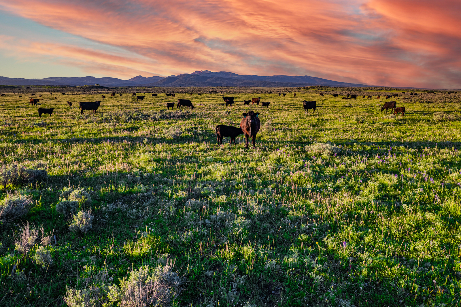 Idaho land for sale with cattle