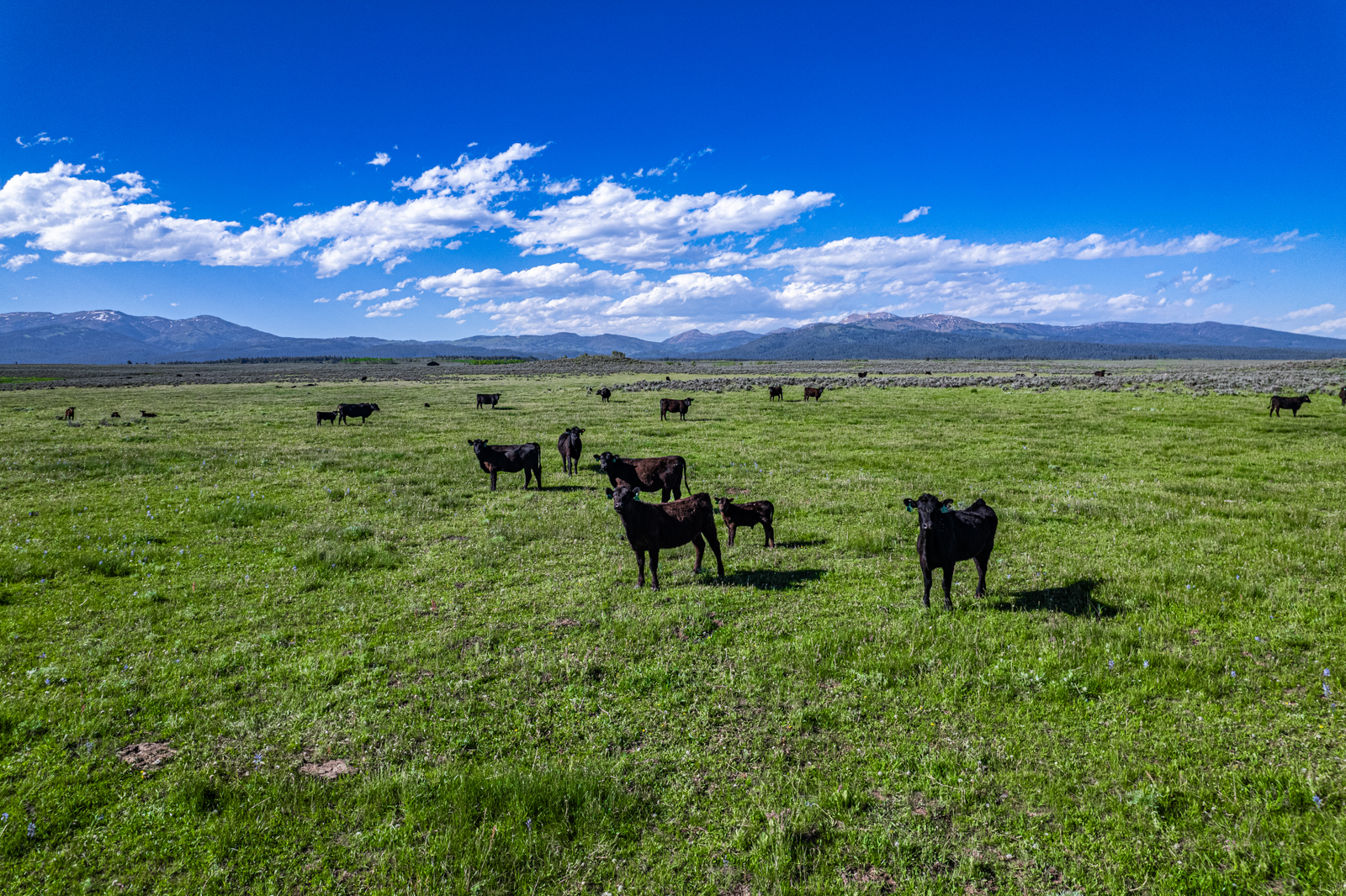 cattle land in Idaho for sale