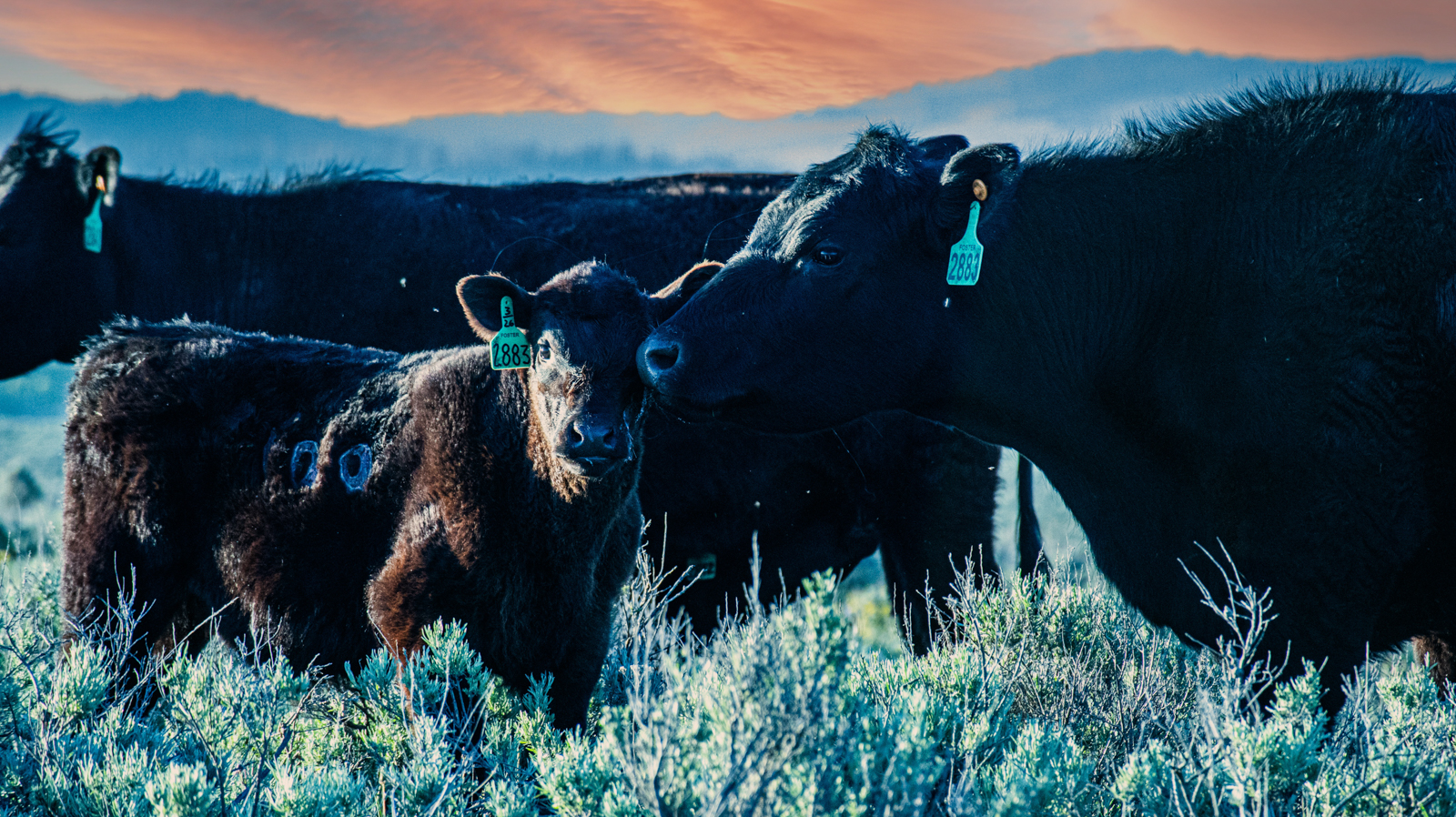 cattle land in Idaho for sale