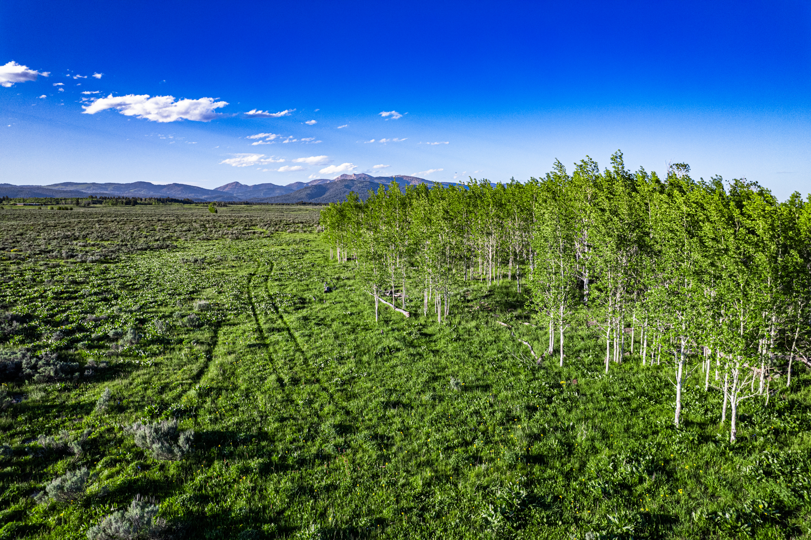 grassy land in Idaho for sale