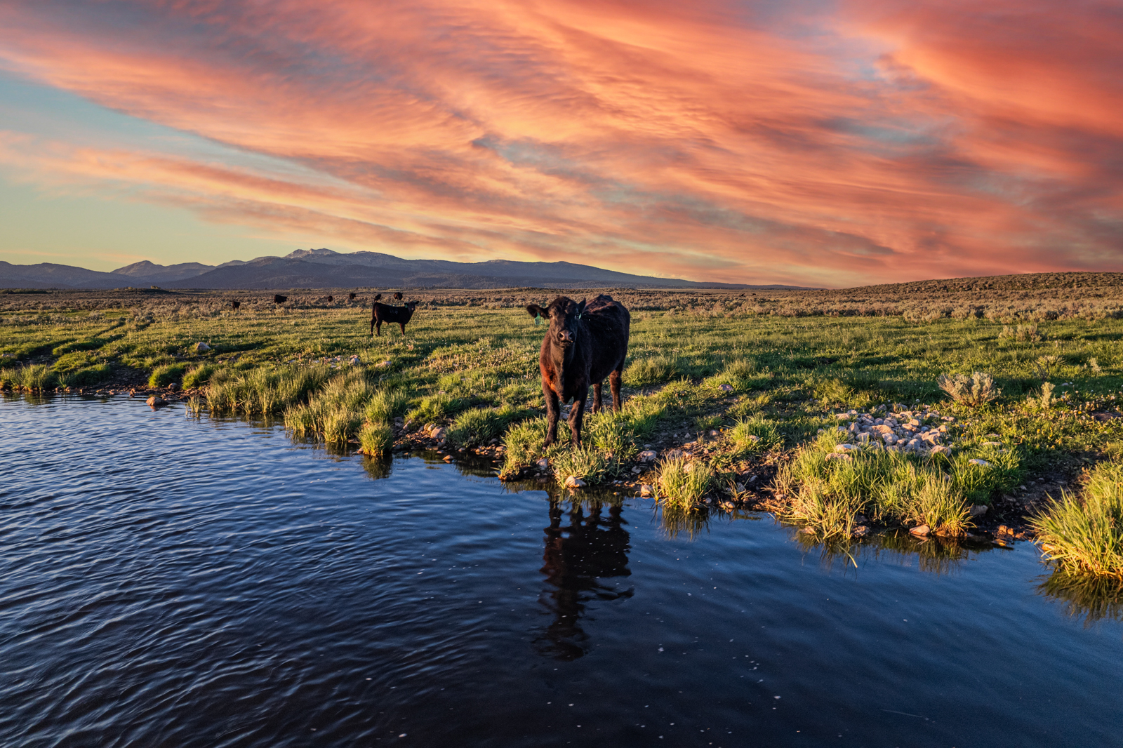 cattle next to river on land in Idaho for sale
