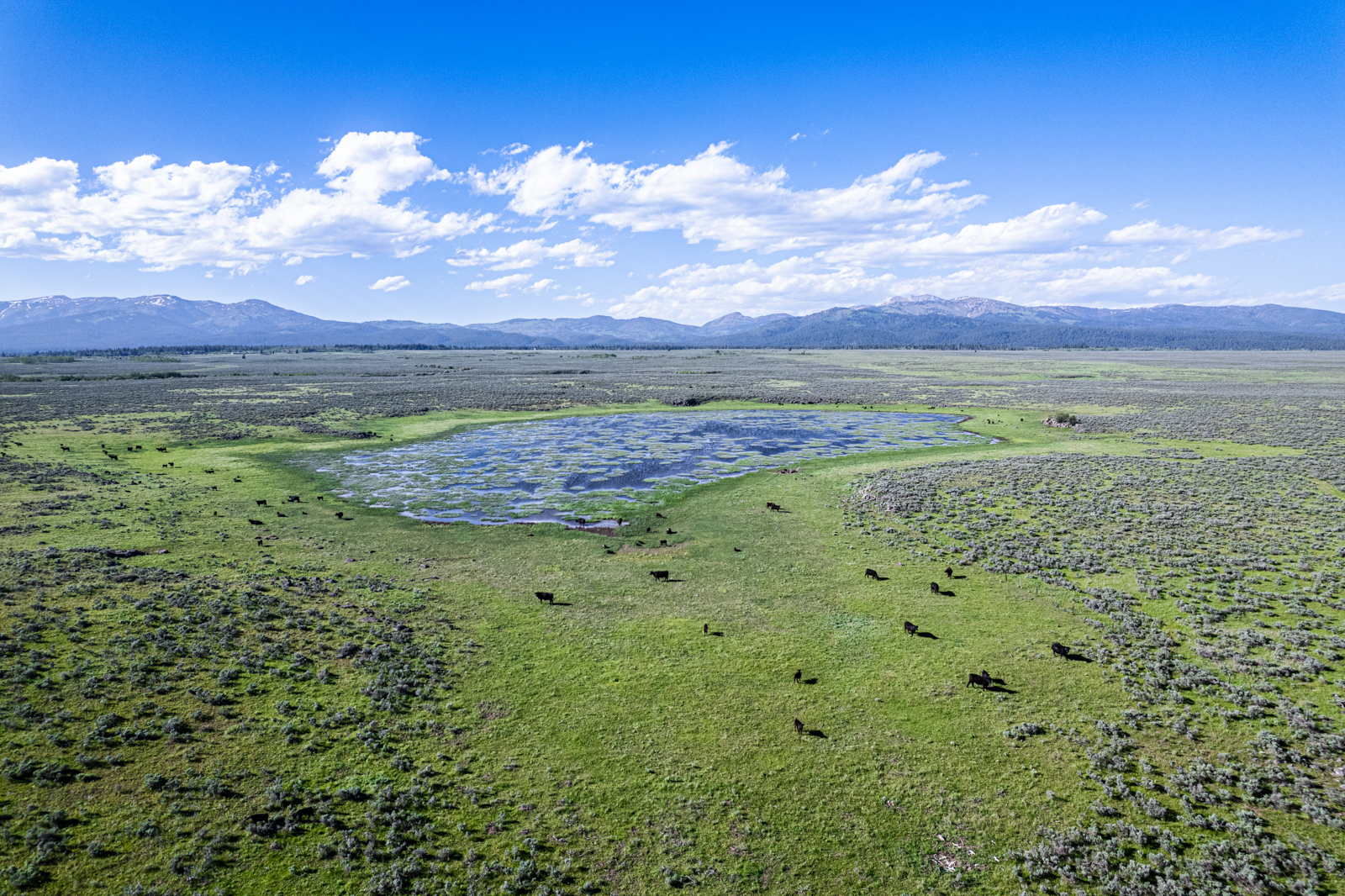 cattle near lake on land in Idaho for sale