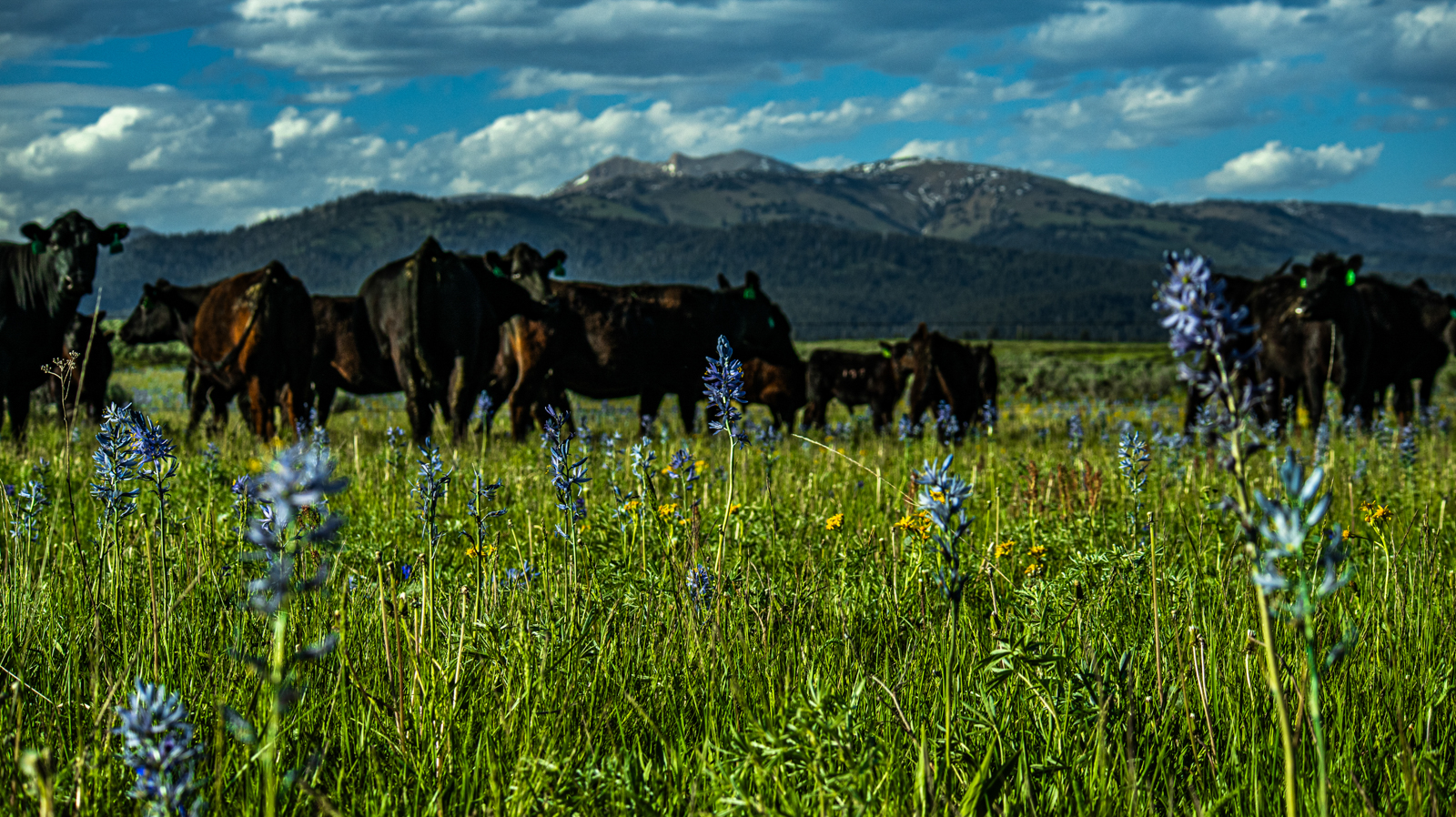 cattle mountain view on land for sale in Idaho