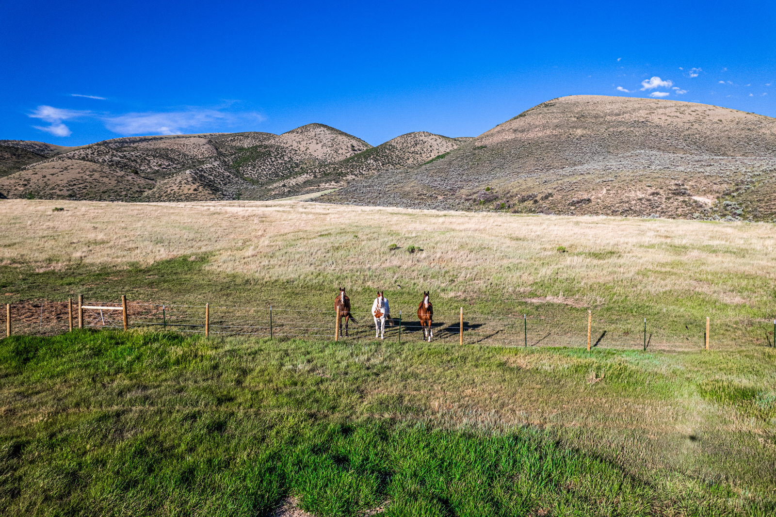 Nieslanik_Ranch_Cokeville_WY_horses