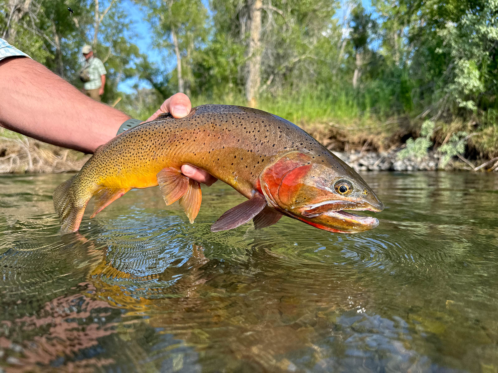 trout caught on Wyoming ranch for sale